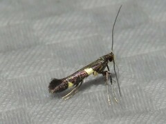 Caloptilia cornusella