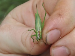 Orchelimum gladiator