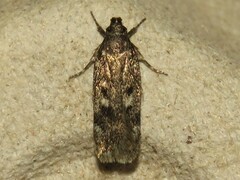 Trypanisma prudens