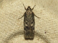 Trypanisma prudens
