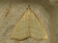 Macrochilo litophora