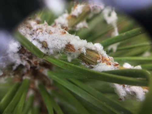 iNaturalist observation photo of Adelgids