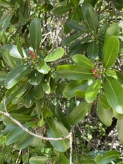 Canella winterana