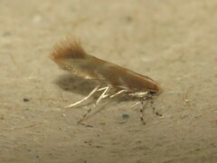 Phyllonorycter celtisella