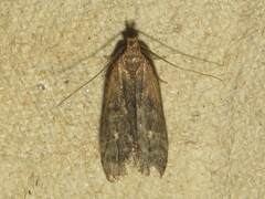 Dichomeris juncidella