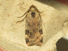 Cryptocala acadiensis