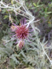 Cirsium douglasii