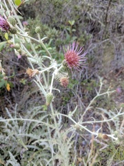 Cirsium douglasii
