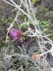Cirsium douglasii