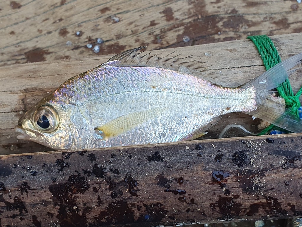 Guinean striped mojarra (Gerres nigri) — Gerreidae