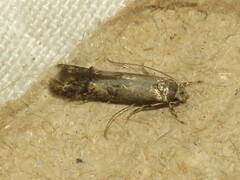 Blastodacna atra