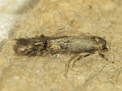 Blastodacna atra