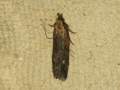 Dichomeris juncidella