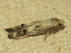 Blastodacna atra