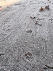 Civettictis civetta australis