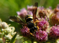 Bicyrtes insidiatrix