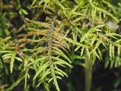 Helodium paludosum