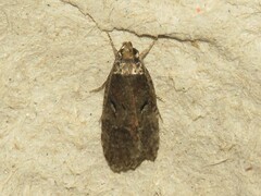 Agonopterix curvilineella