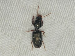 Dyschirius sphaericollis