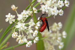 Arge coccinea