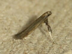 Caloptilia hypericella