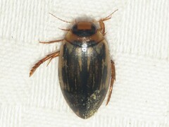 Coptotomus longulus lenticus