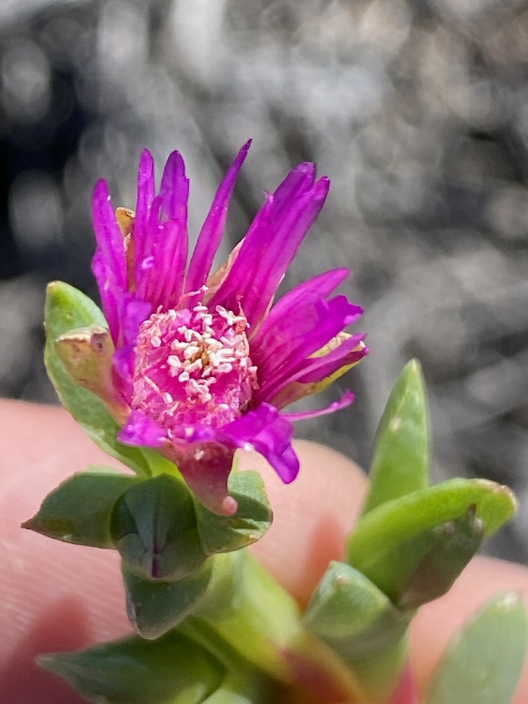 Ruschia crassa