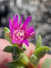 Ruschia caroli, photograph (c) Dave U, some rights reserved (CC BY-SA)
