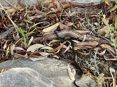 Thamnophis validus celaeno