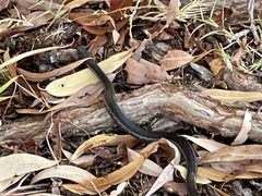 Thamnophis validus celaeno