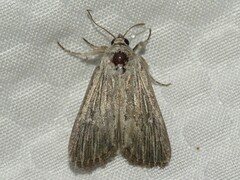 Catabena lineolata