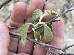 Croton caboensis