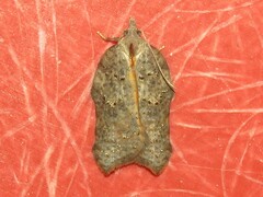 Acleris effractana