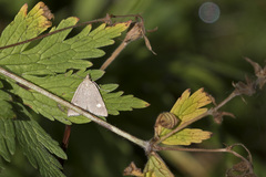 Udea alpinalis