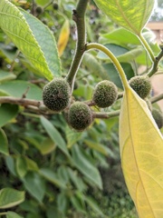 Broussonetia papyrifera