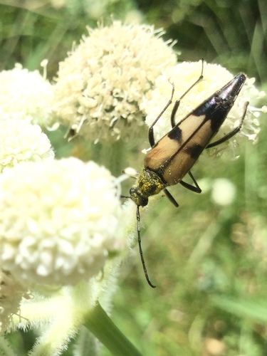 iNaturalist observation photo of Etorofus propinquus