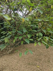 Broussonetia papyrifera