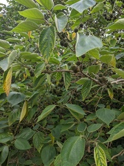 Broussonetia papyrifera