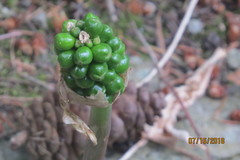 Arum italicum