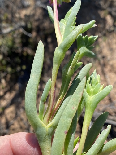 Ruschia caroli, photograph 6