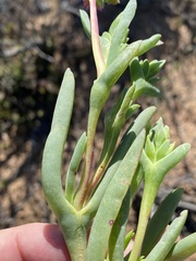 Ruschia caroli, photograph (c) Dave U, some rights reserved (CC BY-SA)