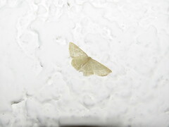 Geometridae