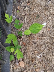 Broussonetia papyrifera