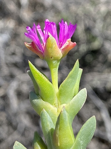 Ruschia caroli, photograph 4