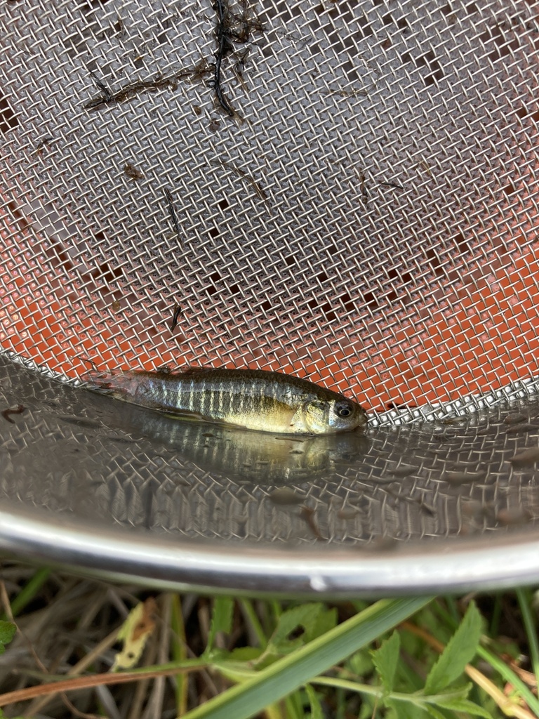Visual Reference: Mummichog From Nantucket Island Nantucket Ma Us On July 26