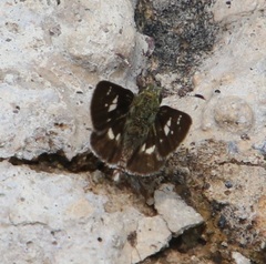 Dardarina dardaris