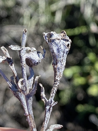 Ruschia caroli, photograph 5