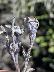Ruschia caroli, photograph (c) Dave U, some rights reserved (CC BY-SA)