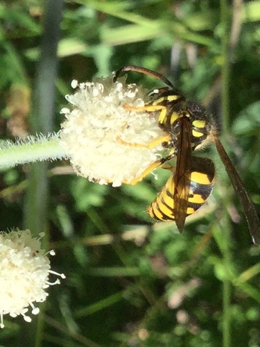 iNaturalist observation photo of Common Aerial Yellowjacket