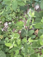 Chenopodium album